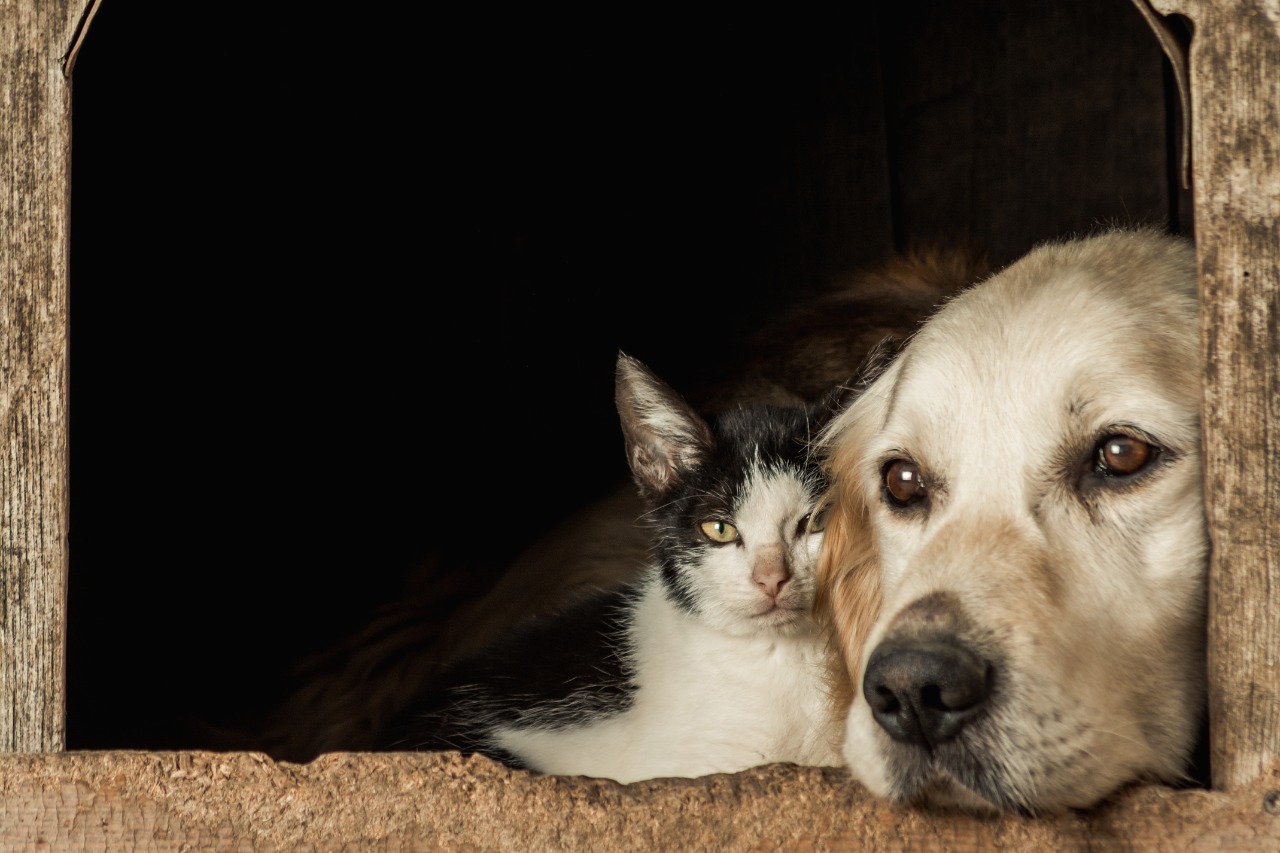 animais de estimação no imóvel alugado