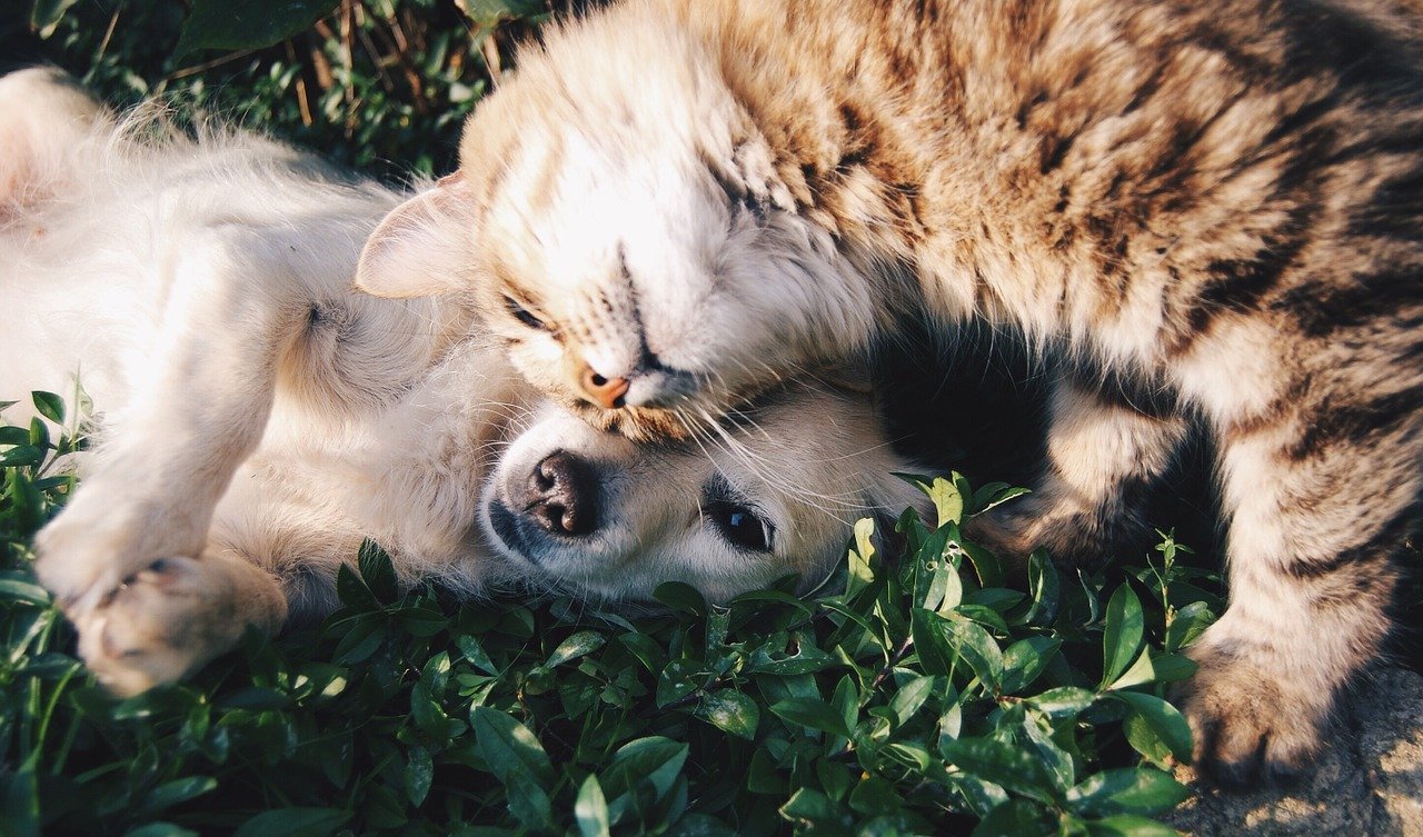 Despesas com animais de estimação